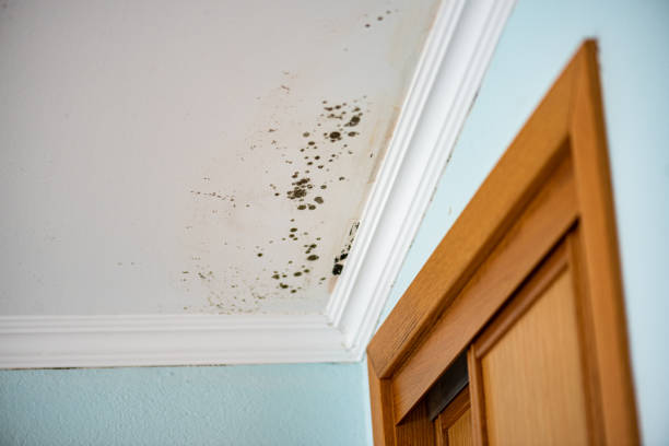 Best DIY Mold Remediation Support Services in Bellmawr, NJ