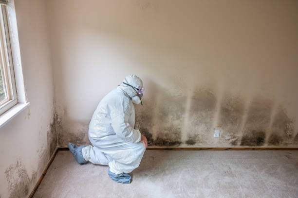 Best Emergency Mold Remediation in Bellmawr, NJ