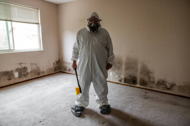 Best Attic Mold Remediation in Bellmawr, NJ